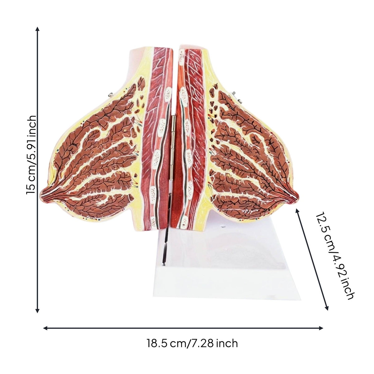 Female Breast Structure Model High Simulation Breast Cross-Section Model Realistic Texture Medical Manikin for Teacher, Classroom Demonstration