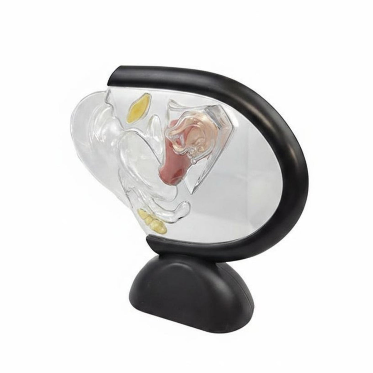 Transparent Uterus Model Educational Science Aid Clear for Medical Office