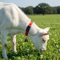 12 Pieces Goat Collar with Bell Quick Release Buckle for Farmers, Ranchers