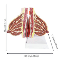 Female Breast Structure Model High Simulation Breast Cross-Section Model Realistic Texture Medical Manikin for Teacher, Classroom Demonstration