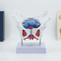 Female Pelvic Model Removable Organs Pelvic Floor Muscle Model Clear Structure