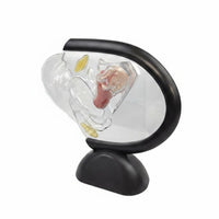 Transparent Uterus Model Educational Science Aid Clear for Medical Office