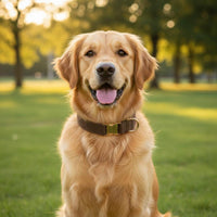 Engraved Metal Buckle Collar Customizable Pet Accessory Long-Lasting