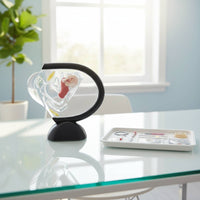 Transparent Uterus Model Educational Science Aid Clear for Medical Office