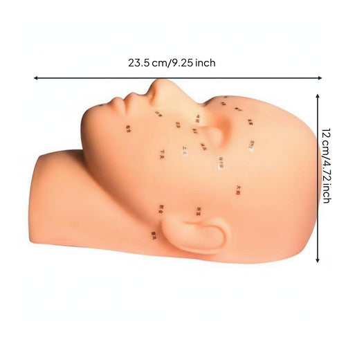 Easy to Clean Facial Massage Training Head Reusable Facial Acupressure Practice Model Realistic Feel for Estheticians, Beauty School