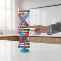Model Ladder-Like Rungs Double Spiral Model Hands-on Learning Science Teaching Aid for Classroom