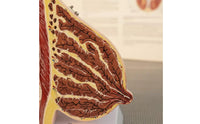 Female Breast Structure Model High Simulation Breast Cross-Section Model Realistic Texture Medical Manikin for Teacher, Classroom Demonstration