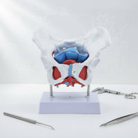 Female Pelvic Model Removable Organs Pelvic Floor Muscle Model Clear Structure