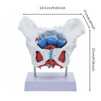 Female Pelvic Model Removable Organs Pelvic Floor Muscle Model Clear Structure