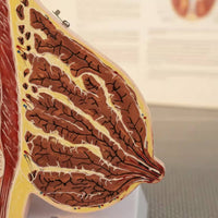 Female Breast Structure Model High Simulation Breast Cross-Section Model Realistic Texture Medical Manikin for Teacher, Classroom Demonstration