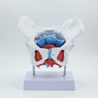 Female Pelvic Model Removable Organs Pelvic Floor Muscle Model Clear Structure